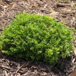 Micron® Holly Shrub -Garden Plants Micron Holly 8 FGT