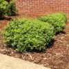 Micron® Holly Shrub 1 Micron® Holly Shrub -Garden Plants Micron Holly FGT 600x600 cc732743 8fd3 45e5 8acd 804a14afbbb0