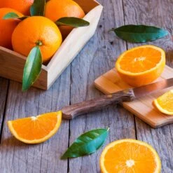 Midknight Valencia Orange 10 Midknight Valencia Orange -Garden Plants MidKnight Orange 3 FGT