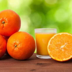 Midknight Valencia Orange 11 Midknight Valencia Orange -Garden Plants MidKnight Valencia Orange 3