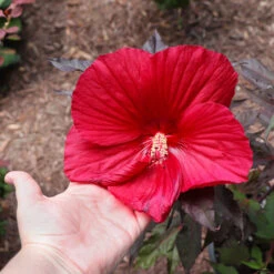 Midnight Marvel Hardy Hibiscus 10 Midnight Marvel Hardy Hibiscus -Garden Plants Midnight Marvel Hibiscus 2