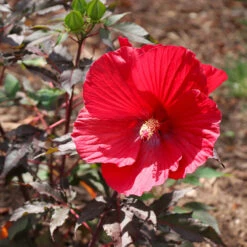 Midnight Marvel Hardy Hibiscus 11 Midnight Marvel Hardy Hibiscus -Garden Plants Midnight Marvel Hibiscus 6