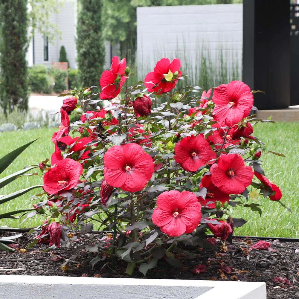 Midnight Marvel Hardy Hibiscus 4 Midnight Marvel Hardy Hibiscus - Image 2