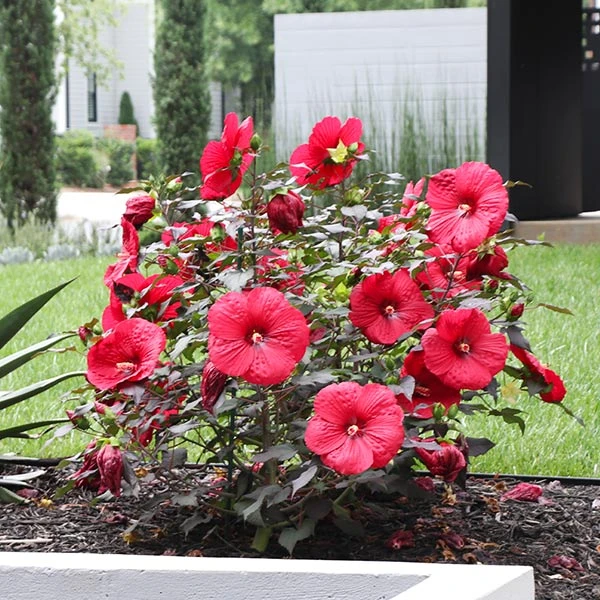 Midnight Marvel Hardy Hibiscus 3 Midnight Marvel Hardy Hibiscus