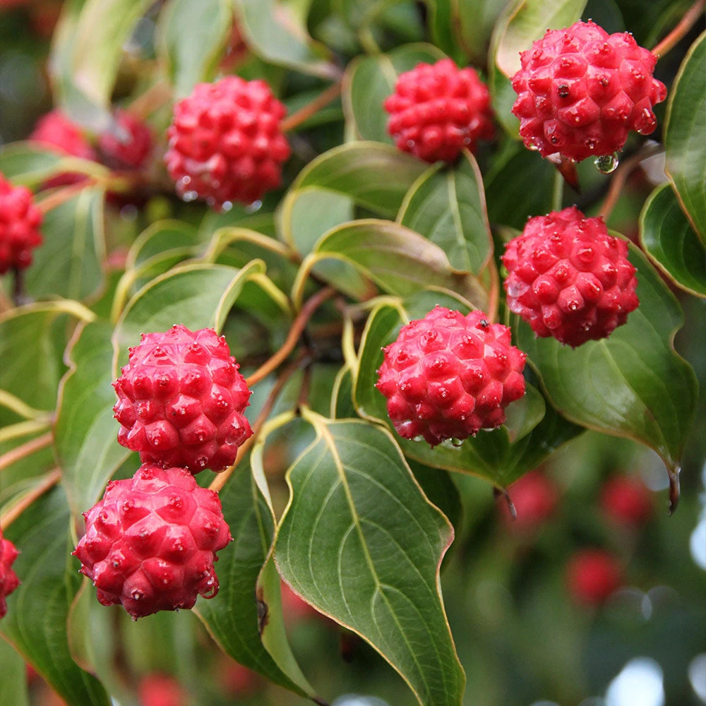 Milky Way Chinese Dogwood Tree 5 Milky Way Chinese Dogwood Tree - Image 3