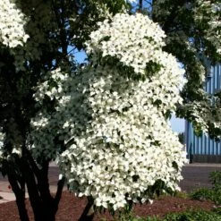 Milky Way Chinese Dogwood Tree 10 Milky Way Chinese Dogwood Tree -Garden Plants Milky Way Select 3