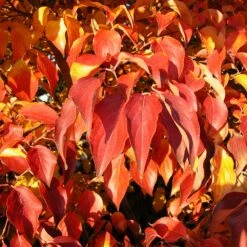 Milky Way Chinese Dogwood Tree 11 Milky Way Chinese Dogwood Tree -Garden Plants Milky Way Select 4