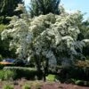Milky Way Chinese Dogwood Tree -Garden Plants Milky Way Select 600x600 a2964b34 a1f1 43e5 b72b 5e33597c3e78