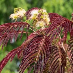Garden Plants 15 Chocolate Fountain™ Weeping Mimosa