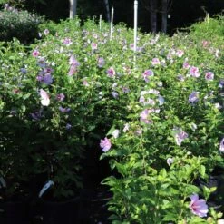 Minerva Rose Of Sharon Althea Shrub -Garden Plants Minerva Rose of Sharon 1