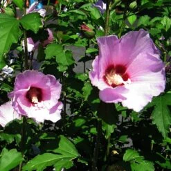 Minerva Rose Of Sharon Althea Shrub -Garden Plants Minerva Rose of Sharon 2