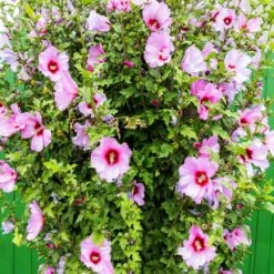 Minerva Rose Of Sharon Althea Shrub -Garden Plants Minerva Rose of Sharon 3