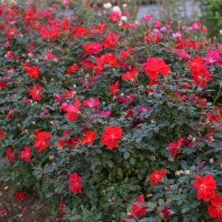 Miracle On The Hudson™ Rose -Garden Plants Miracle on the Hudson 4 FGT