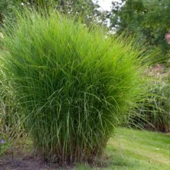 Miscanthus Gracillimus (Maiden Grass) -Garden Plants Miscanthus Gracillimus Maiden Grass 1