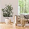 Mission Olive Tree -Garden Plants Mission Olive FGT 600x600 49ed6558 0b08 46fc 9824 360866454470