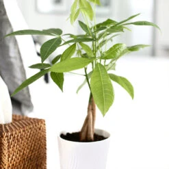 Money Tree In White Pot -Garden Plants Money Tree Green Circle LIV Pottery Pot 2