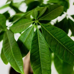 Money Tree In White Pot -Garden Plants Money Tree Green Circle LIV Pottery Pot 3