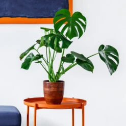 Monstera Deliciosa And Fiddle Leaf Fig Combo 8 Monstera Deliciosa And Fiddle Leaf Fig Combo -Garden Plants Monstera delisiosa 1 BB