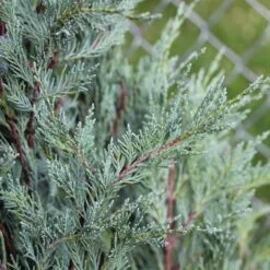 Moonglow Juniper -Garden Plants Moonglow Juniper 2 FGT