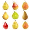 4-in-1 Pear Tree -Garden Plants Multifruit Pear 600x600 effb9abc 71f5 4109 90d7 c95a99fb3650