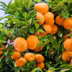 Murcott Honey Mandarin Tree -Garden Plants Murcott Honey Mandarin Tree 450 D1