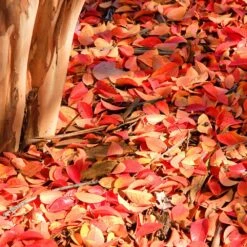 Muskogee Crape Myrtle Tree -Garden Plants Muskogee Crape Myrtle 6