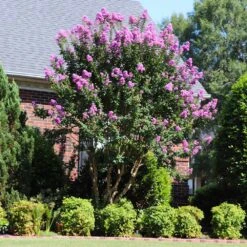 Muskogee Crape Myrtle Tree -Garden Plants Muskogee Crape Myrtle 7 FGT