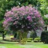 Muskogee Crape Myrtle Tree 2 Muskogee Crape Myrtle Tree -Garden Plants Muskogee Crape Myrtle FGT 600x600 39800816 3b8c 443a 95a1 8a2bf59ddd34