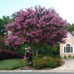 Muskogee Crape Myrtle Tree -Garden Plants Muskogee Crape Myrtle single trunk
