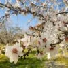 NE Plus Almond Tree -Garden Plants NE Plus Almond 2