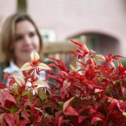 Fire Power Nandina Shrub -Garden Plants Nandina Firepower 1