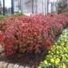 Fire Power Nandina Shrub 2 Fire Power Nandina Shrub -Garden Plants Nandina Firepower FGT 600x600 1cb8a9da 1064 4337 8dde 369891757fd3