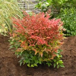 Obsession™ Nandina Shrub -Garden Plants Nandina Obsession 2