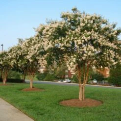 Natchez Crape Myrtle Tree -Garden Plants Natchez Crape Myrtle 8 FGT