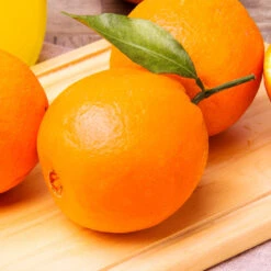 Navel Orange Tree - USDA Organic -Garden Plants Navel Orange 2 FGT 14629529 59ec 469f 9eb9 2f95d6d1513b