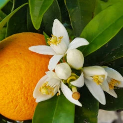 Navel Orange Tree - USDA Organic -Garden Plants Navel Orange 4 8a86aad7 97b4 4006 b1b3 5eec7b5da47f