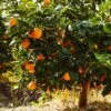 Navel Orange Tree - USDA Organic 1 Navel Orange Tree - USDA Organic -Garden Plants Navel Orange FGT 600x600 282a6b72 5524 4c0e be53 86a591cdf334