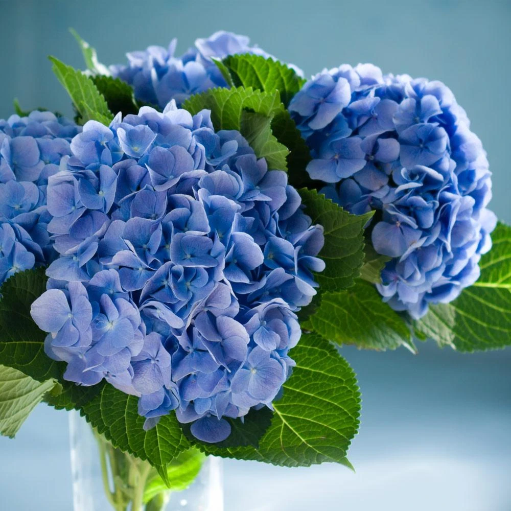 Nikko Blue Hydrangea 6 Nikko Blue Hydrangea - Image 4