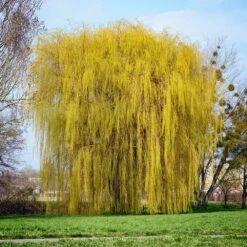 Niobe Golden Weeping Willow -Garden Plants Niobe weeping willow 1