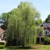 Niobe Golden Weeping Willow -Garden Plants Niobe weeping willow 600x600 d28419af 791e 4f15 bac9 b32ab8cc9129