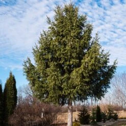 Norway Spruce Tree -Garden Plants Norway Spruce 2 FGT