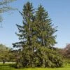 Norway Spruce Tree -Garden Plants Norway Spruce 600x600 FGT