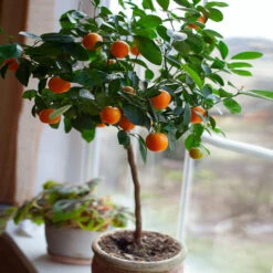 Nules Clementine Tree 8 Nules Clementine Tree -Garden Plants Nules Clementine 2 FGT c092ce2d a906 45fb 86fe 704ce2a65d74