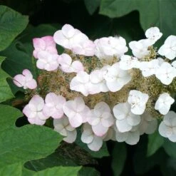 Oakleaf Hydrangea Shrub -Garden Plants OAKLEAF FGT THUMB a396bc6d 9d3c 49ac 82c6 f1db3d28bb3d