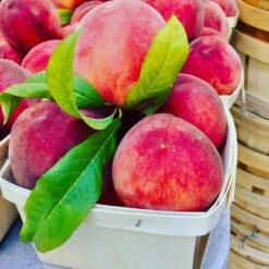 O'Henry Peach Tree -Garden Plants OHenry Peach 3