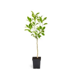 Calamondin Tree -Garden Plants ORG CAL 12 1QT