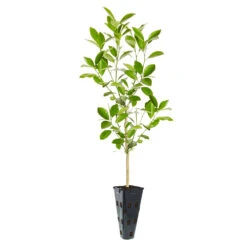 Calamondin Tree -Garden Plants ORG CAL 23 C