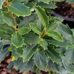 Oak Leaf™ Holly Tree -Garden Plants Oak Leaf Holly 3