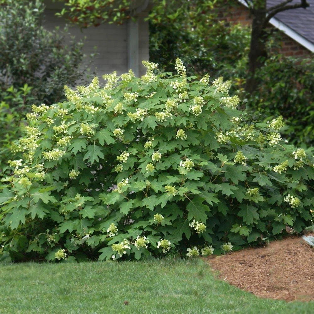 Oakleaf Hydrangea Shrub 4 Oakleaf Hydrangea Shrub - Image 2