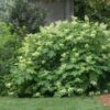 Oakleaf Hydrangea Shrub -Garden Plants Oakleaf Hydrangea FGT 600x600 d2944eba ae70 47b7 8382 af278ed9c7a7